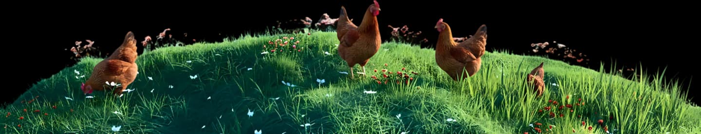 Free-range poultry on Amcast Farms