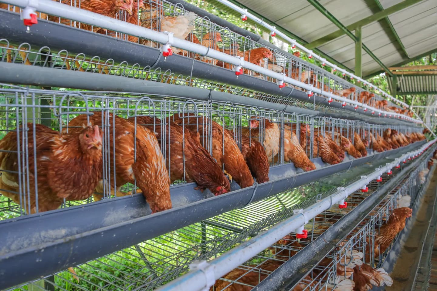 Amcast Farms operations