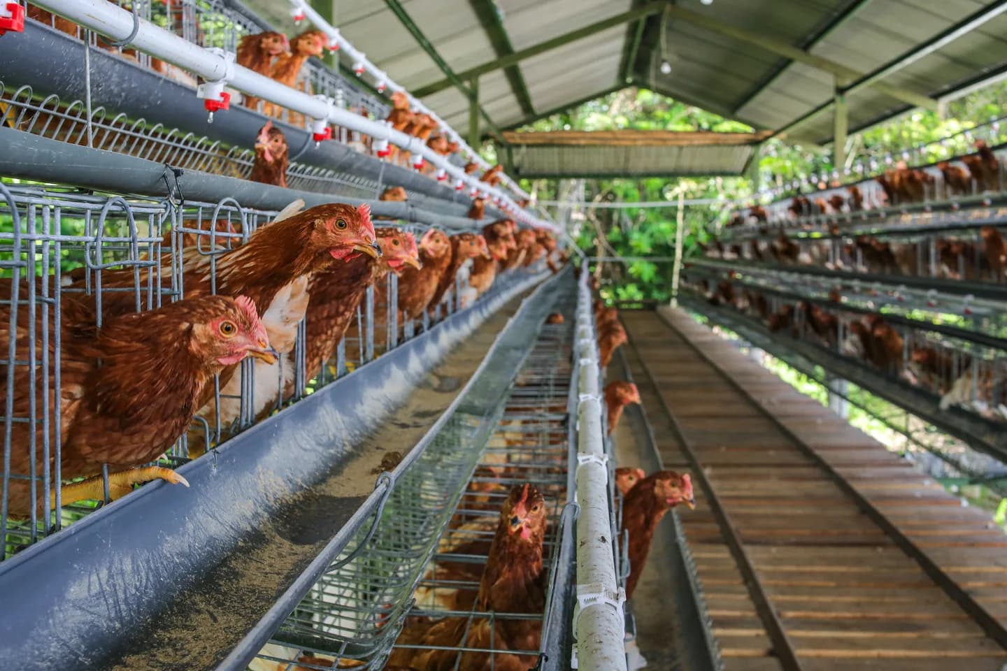 Amcast Farms egg production